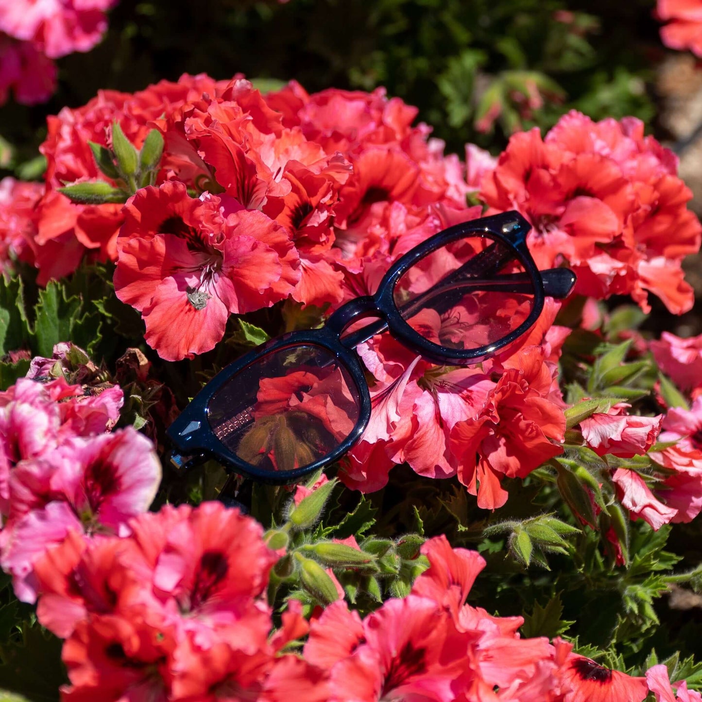 Monarch blauwe zonnebril met rode glazen tussen rode bloemen | opvallend zomerdesign