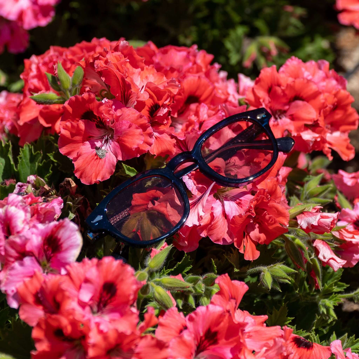 Monarch blauwe zonnebril met rode glazen tussen rode bloemen | opvallend zomerdesign