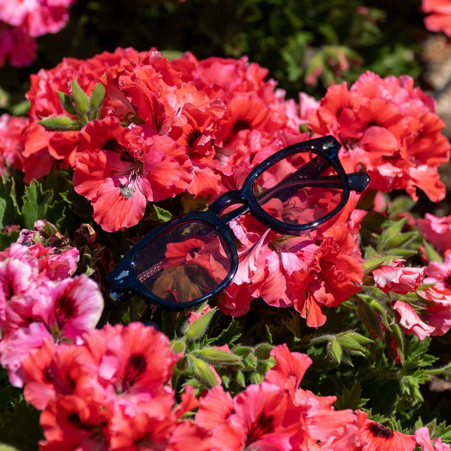 Monarch blauwe zonnebril met rode glazen tussen rode bloemen | opvallend zomerdesign
